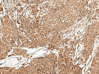 FUNDC1 Antibody (APC)
