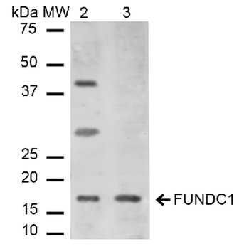 FUNDC1 Antibody (APC)