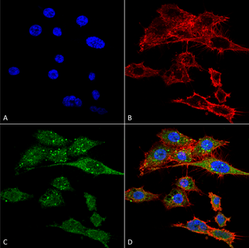 Rubicon Antibody (Biotin)