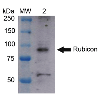 Rubicon Antibody (Biotin)