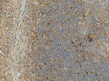 Rubicon Antibody (FITC)