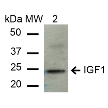 IGF-1 Antibody (PerCP)