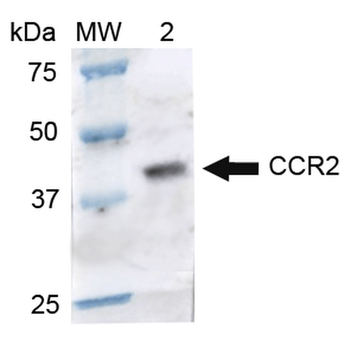 CCR2 Antibody (RPE)