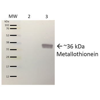 Metallothionein Antibody (Biotin)