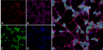 Thyroid Hormone Receptor Antibody (FITC)