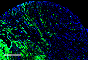 Thyroid Hormone Receptor Antibody (HRP)
