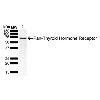 Thyroid Hormone Receptor Antibody (PerCP)