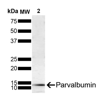 parvalbumin Antibody (APC)