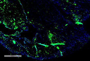 parvalbumin Antibody (FITC)