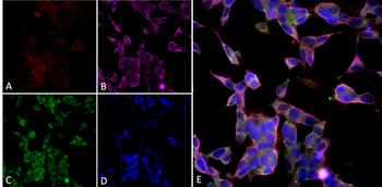 parvalbumin Antibody (FITC)