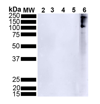 Alpha Synuclein (pSer129) Antibody (FITC)