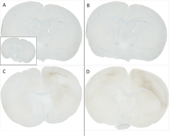 Alpha Synuclein (pSer129) Antibody (HRP)
