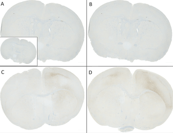 Alpha Synuclein (pSer129) Antibody (PerCP)