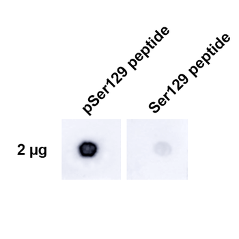 Alpha Synuclein (pSer129) Antibody (RPE)