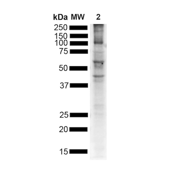 Alpha Synuclein (pSer129) Antibody (RPE)