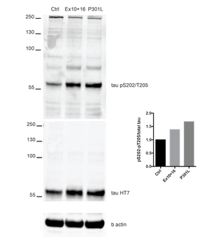 Tau (pSer202/ pThr205) Antibody