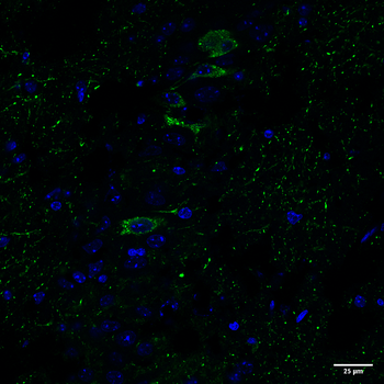 Tau (pSer202/ pThr205) Antibody (APC)