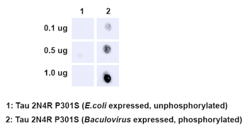 Tau (pSer202/ pThr205) Antibody (APC)
