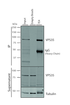 VPS35 Antibody (APC)
