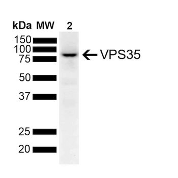 VPS35 Antibody (APC)
