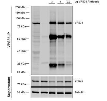 VPS35 Antibody (Biotin)