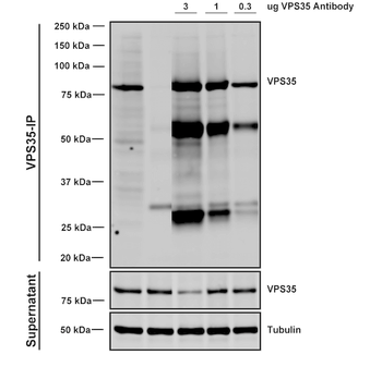VPS35 Antibody (FITC)
