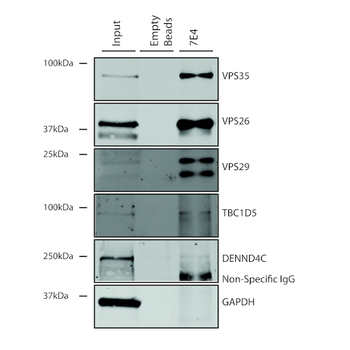 VPS35 Antibody (PerCP)