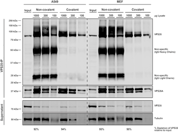 VPS35 Antibody (PerCP)