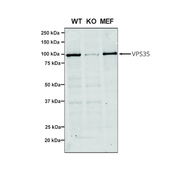 VPS35 Antibody (PerCP)