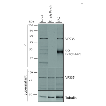 VPS35 Antibody (APC)