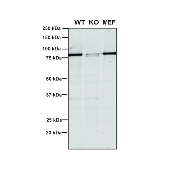 VPS35 Antibody (APC)