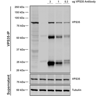 VPS35 Antibody (APC)