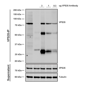 VPS35 Antibody (APC)