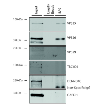 VPS35 Antibody (APC)