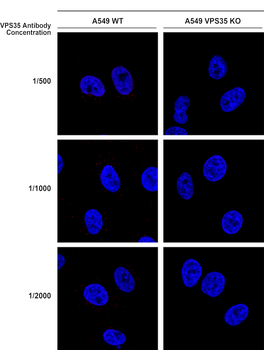 VPS35 Antibody (HRP)