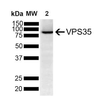 VPS35 Antibody (HRP)