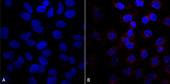 VPS35 Antibody (PerCP)