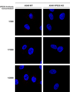 VPS35 Antibody