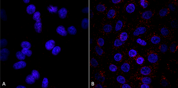 VPS35 Antibody (APC)