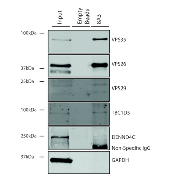 VPS35 Antibody (APC)