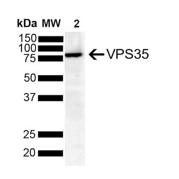 VPS35 Antibody (APC)