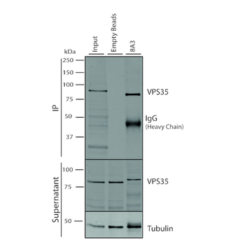 VPS35 Antibody (APC)