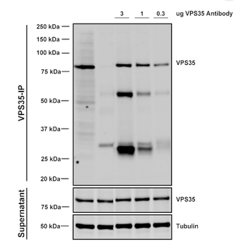VPS35 Antibody (Biotin)