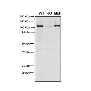 VPS35 Antibody (HRP)