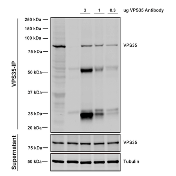 VPS35 Antibody (RPE)