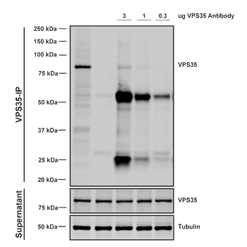 VPS35 Antibody (APC)