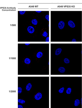 VPS35 Antibody (FITC)
