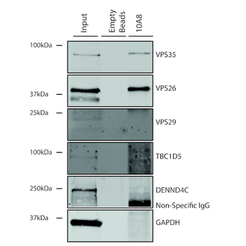 VPS35 Antibody (FITC)