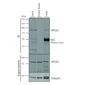 VPS35 Antibody (FITC)