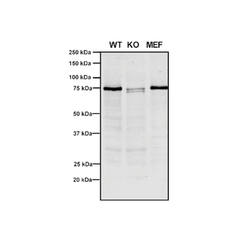 VPS35 Antibody (HRP)